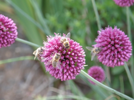 Blumen